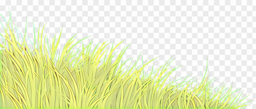 Perennial Plant Lawn Grass Green Family Grassland PNG