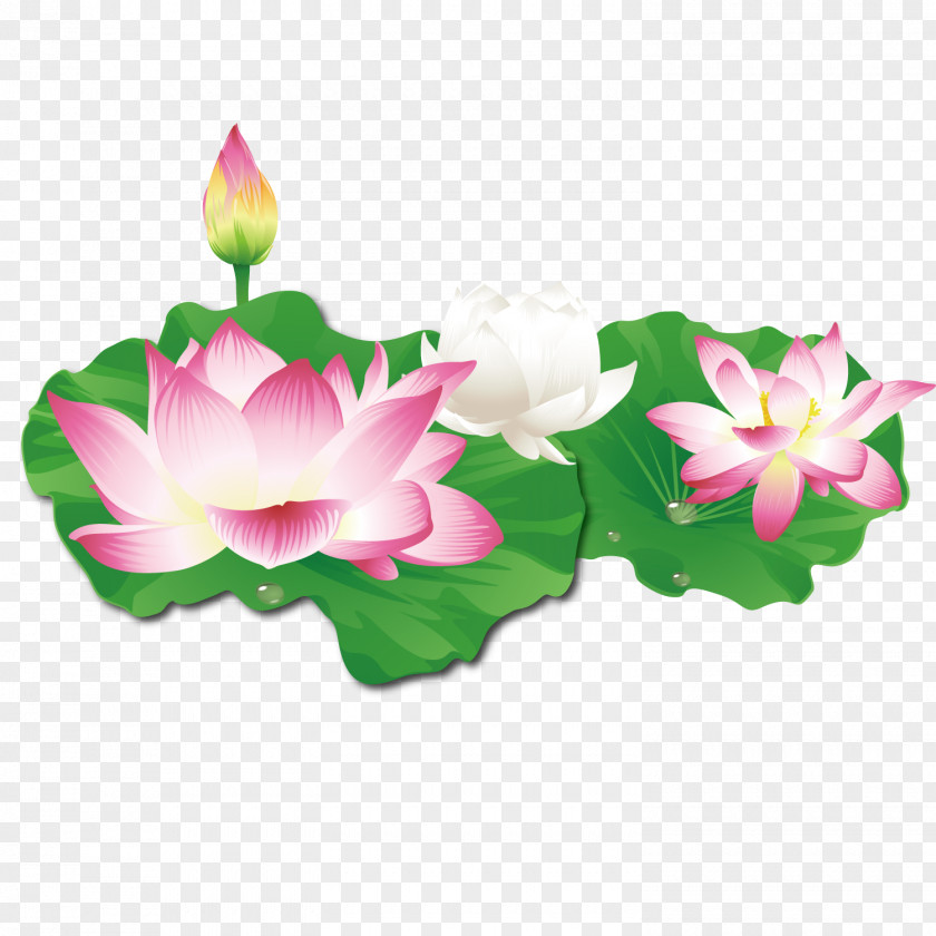 Pure Lotus Nelumbo Nucifera Clip Art PNG