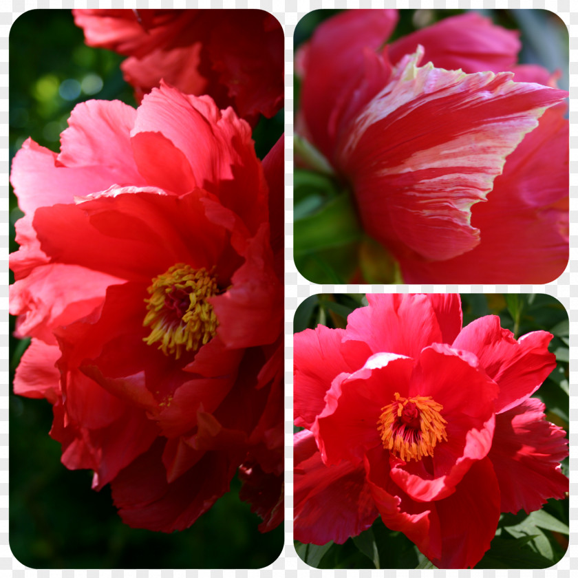 Red Peony Japanese Camellia Flowering Plant Annual PNG