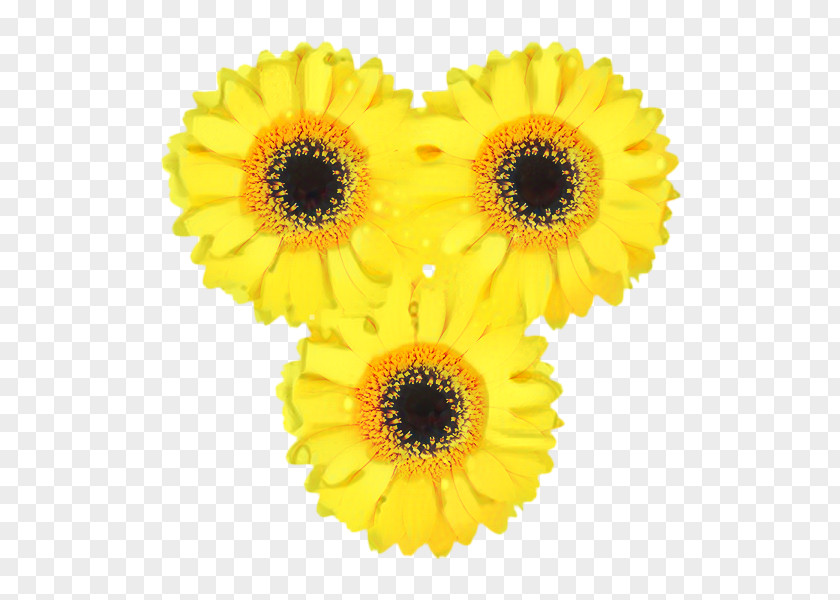 Sunflower Seed Asterales Flowers Background PNG
