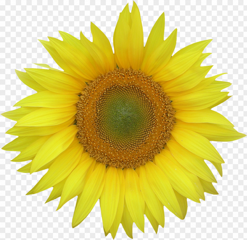 Vibrant Common Sunflower Clip Art PNG