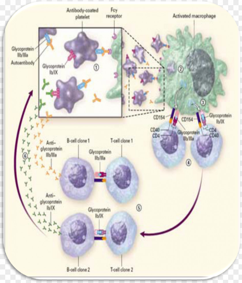 Aval'man I K Gornolyzhnyy Kompleks Immune Thrombocytopenic Purpura Terrell PNG
