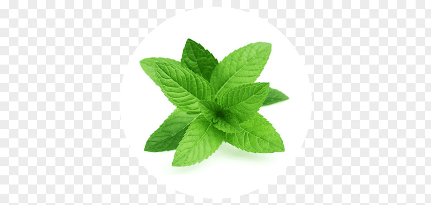 Leaf Peppermint Herb Vegetable Food PNG