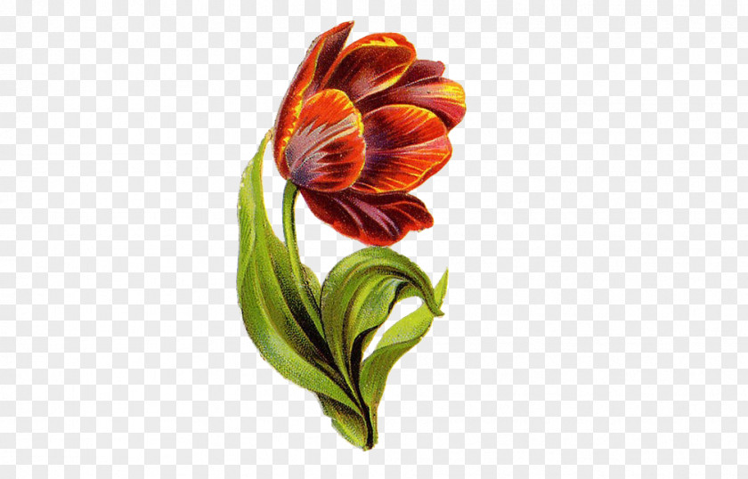 Lily Painting Flower Lilium Illustration PNG