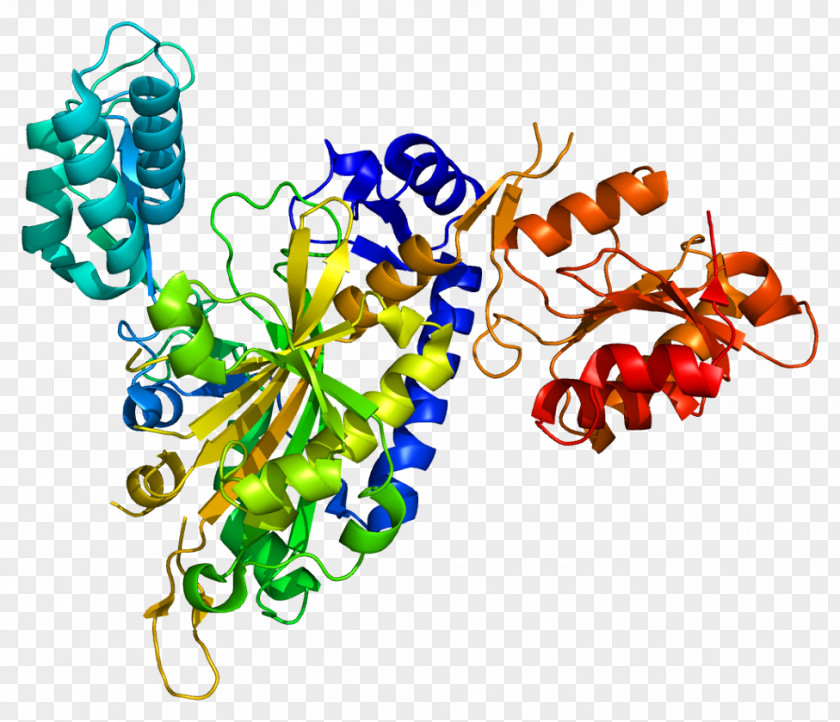 Aminoacyl TRNA Synthetase Transfer RNA Glycine—tRNA Ligase Gene PNG