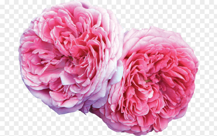 Damask Rose Oil French Heirloom Plant Seed PNG