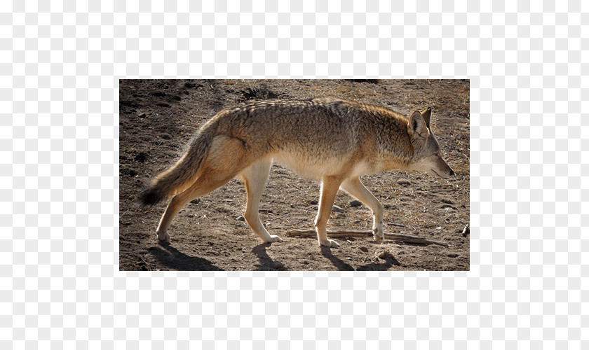 Fox Jackal Coyote Gray Snout Fur PNG