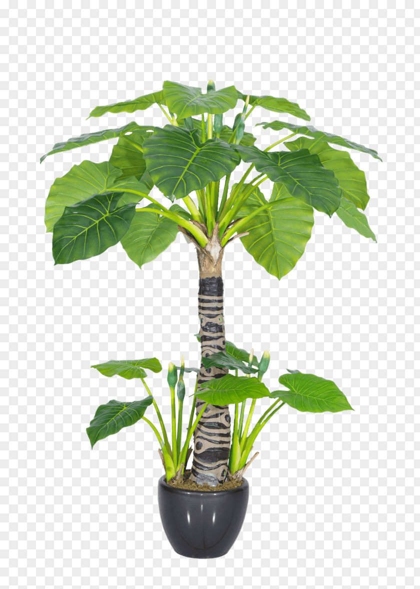 Green Plant Plants Viridiplantae Alocasia Odora Houseplant Topiary PNG
