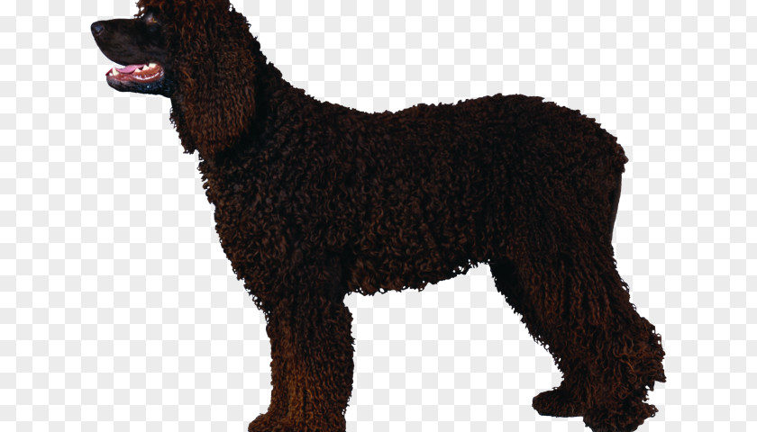 Poodle Dog Irish Water Spaniel American Curly-coated Retriever Boykin Barbet PNG