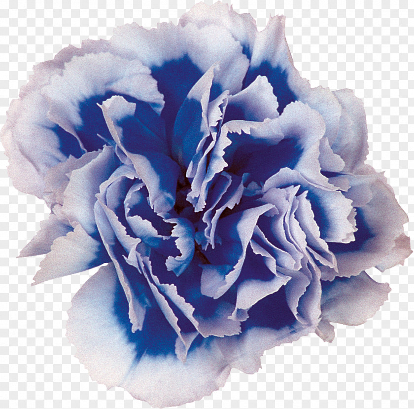 CARNATION Blue Cut Flowers Centifolia Roses Carnation PNG