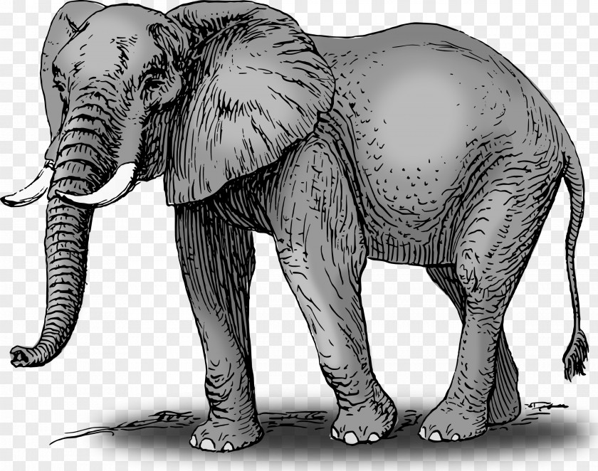 Elephant Cliparts African Bush Asian Clip Art PNG