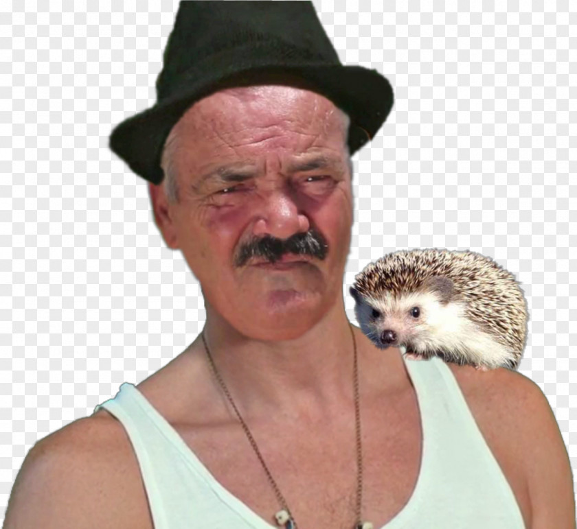 Hedgehog Domesticated Hat Snout Domestication PNG