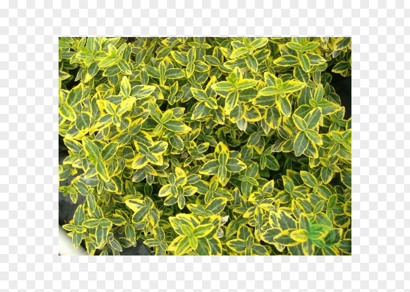 Leaf Fortune's Spindle Euonymus Japonicus Shrub Evergreen Variegation PNG