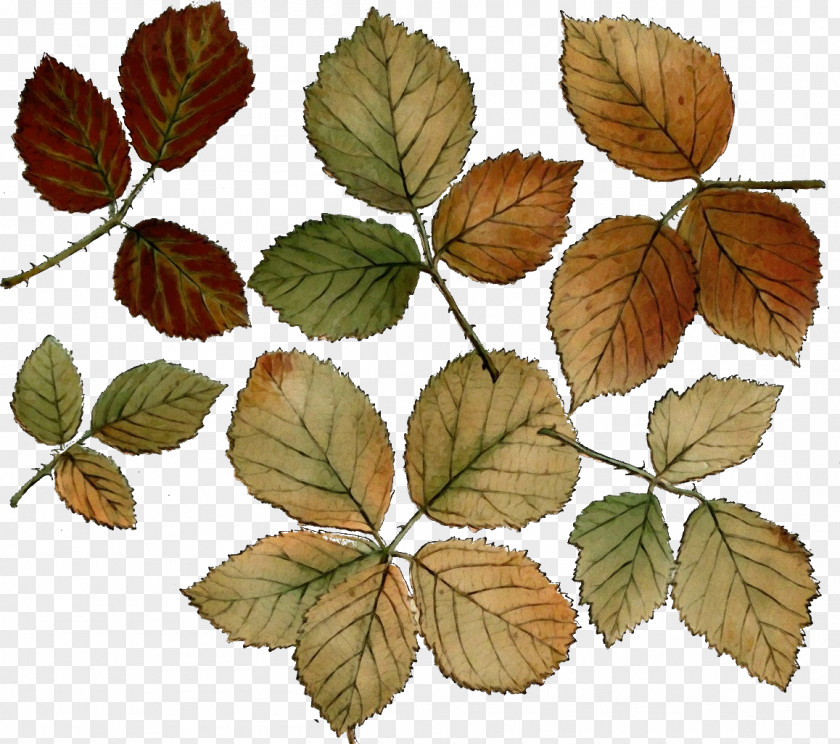 Leaf Slippery Elm Plant Flower Tree PNG