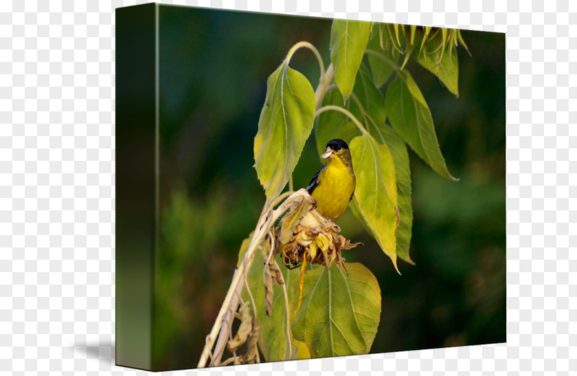 Sunflower Seeds Finches Fauna Beak PNG