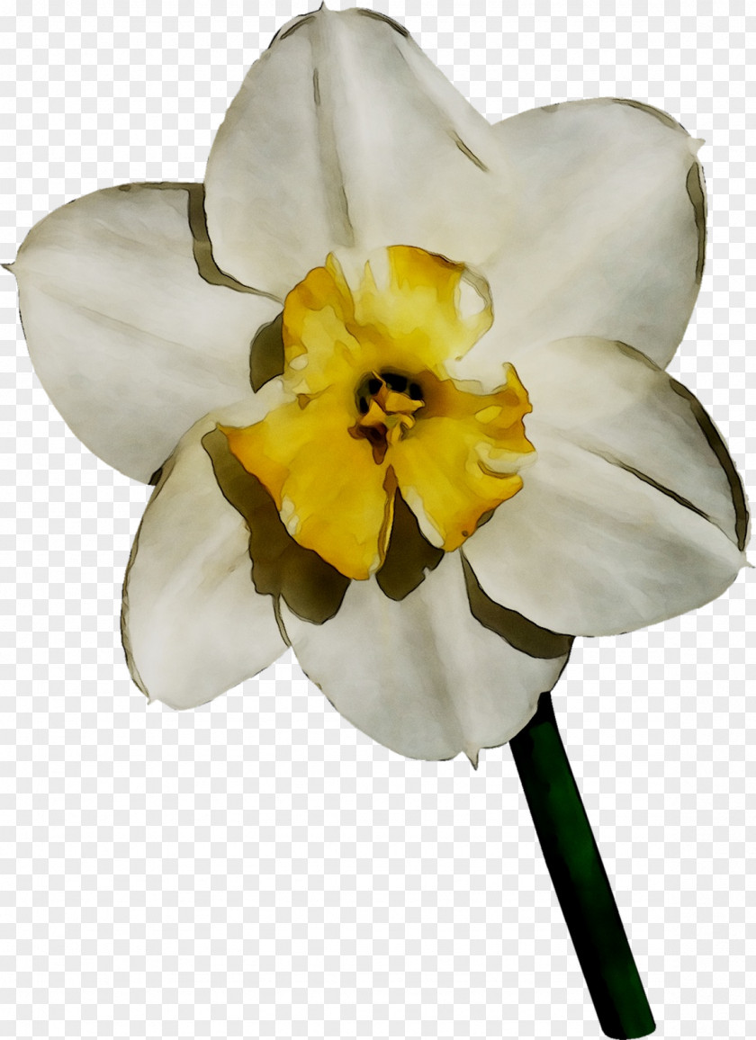Yellow Narcissus Moth Orchids PNG