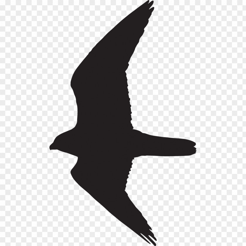 Bird Silhouette Prairie Falcon PNG