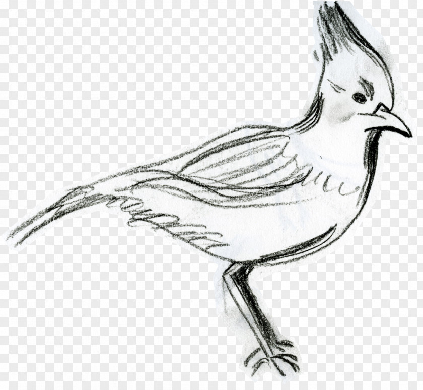 Bird Steller's Jay Drawing PNG