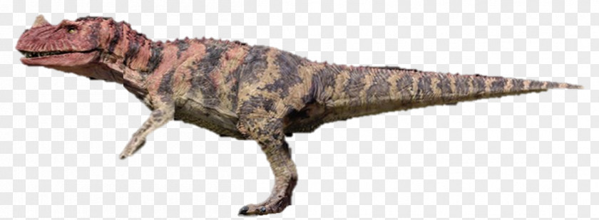 Dinosaur Tyrannosaurus Ceratosaurus Velociraptor Spinosaurus Segisaurus PNG