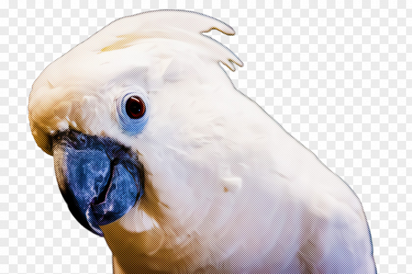 Bird Beak Cockatoo Parrot Parakeet PNG