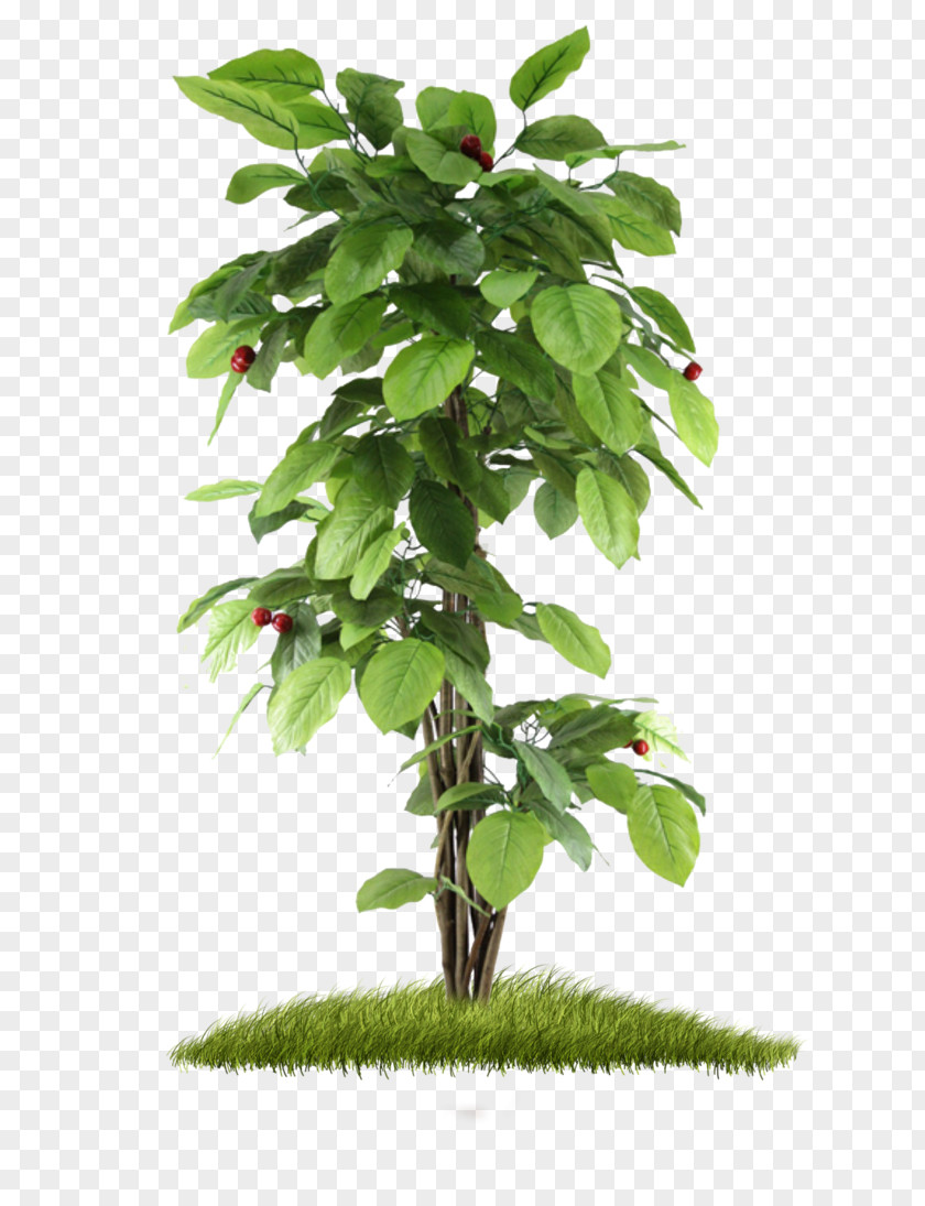Bushes Fruit Tree Planting Houseplant PNG