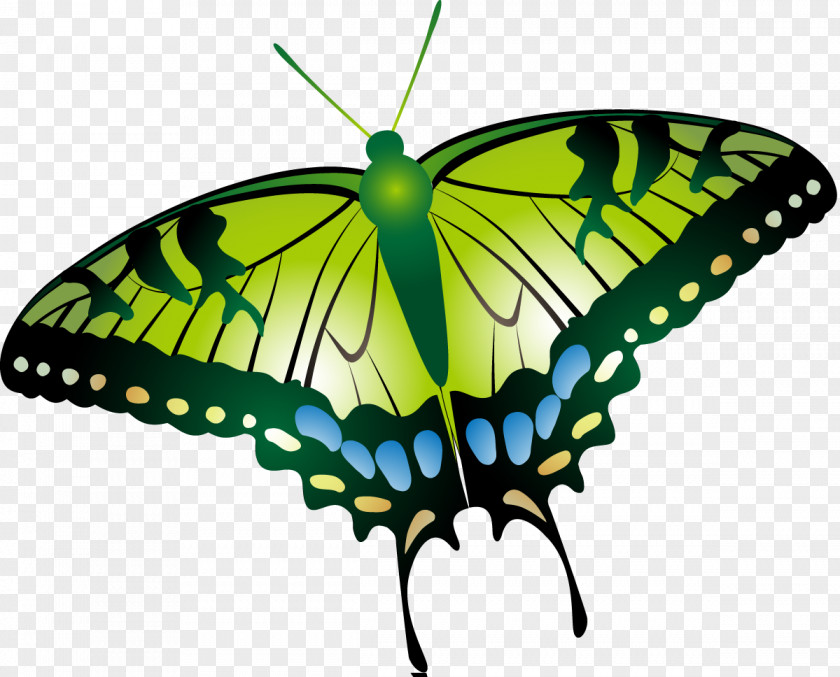 Butterfly Insect Moth Clip Art PNG