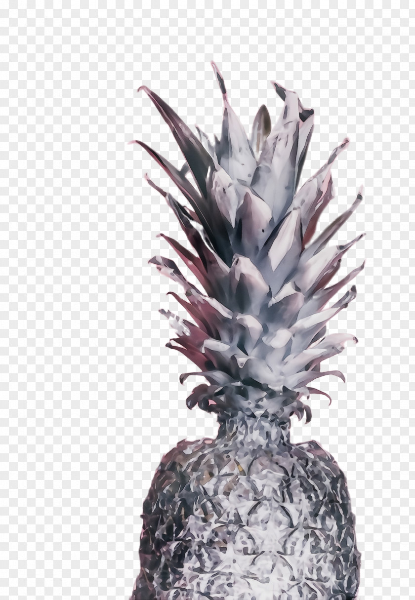 Poales Fruit Pineapple PNG