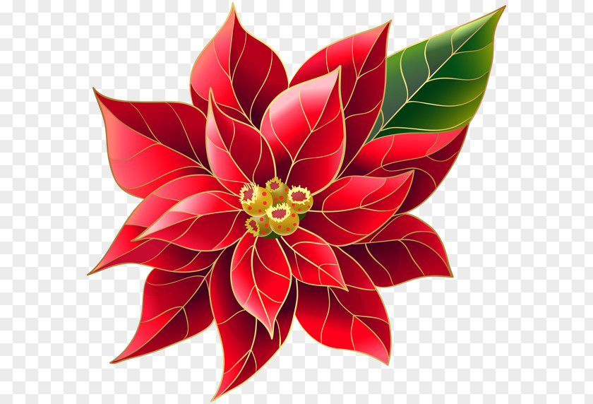 Poinsettia Transparency And Translucency Clip Art Image Openclipart Christmas Day PNG