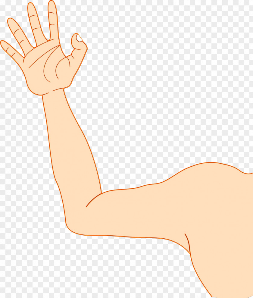 Thumb Muscle Arm Hand Finger Wrist Elbow PNG