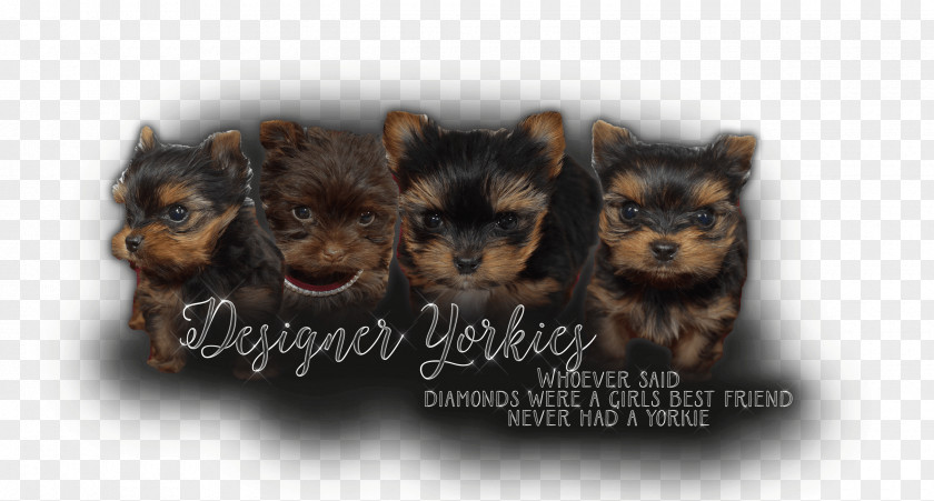 Yorkie Yorkshire Terrier Dog Breed Toy Puppy PNG