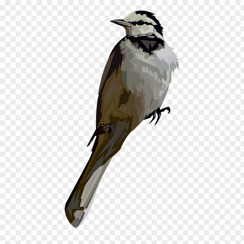 Bulbul Cuculiformes Bird Beak Northern Grey Shrike Loggerhead Perching PNG