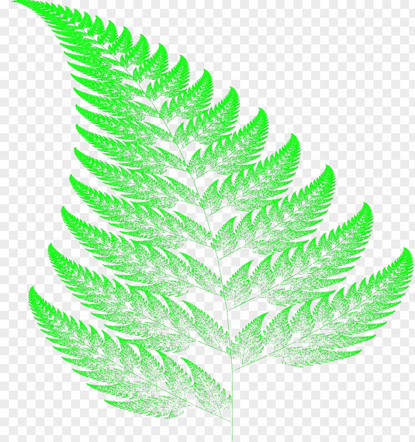 Fern PNG