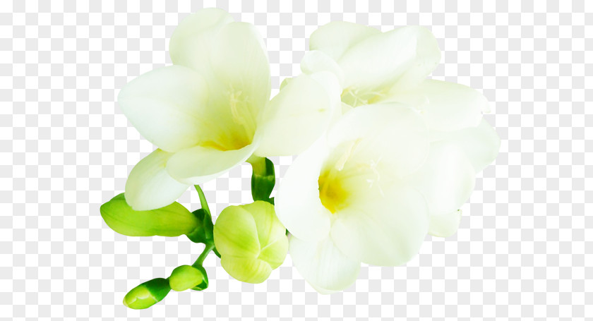 Flower Petal Cut Flowers Bud Floral Design PNG