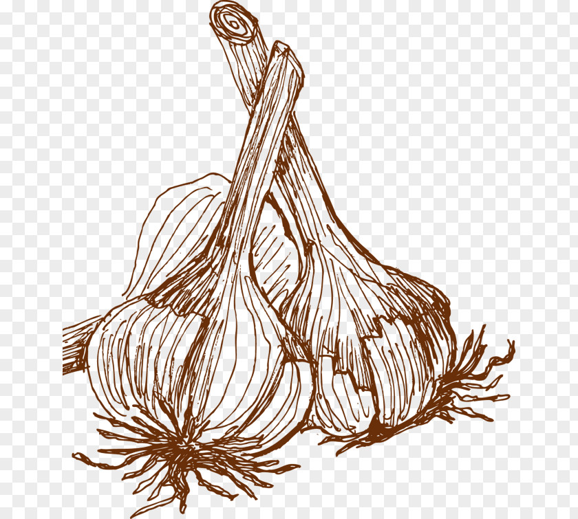 Hand Painted Garlic Material Vegetable Adobe Illustrator PNG