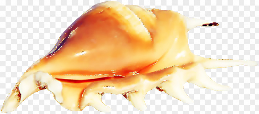 Orange Beautiful Conch Seafood Sea Snail PNG
