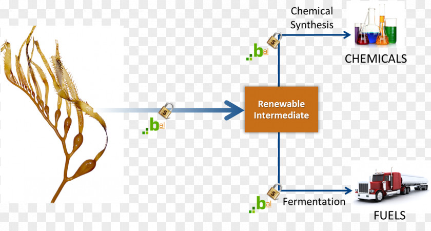 Science Biofuel Seaweed Algae Kelp PNG