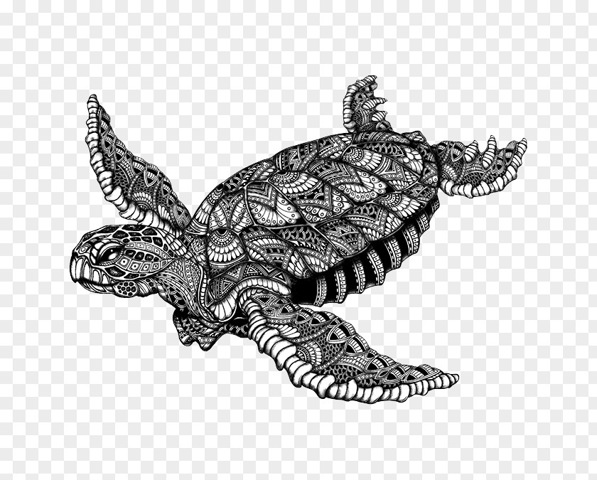 Turtle Sea Tortoise Emydidae Snapping Turtles PNG