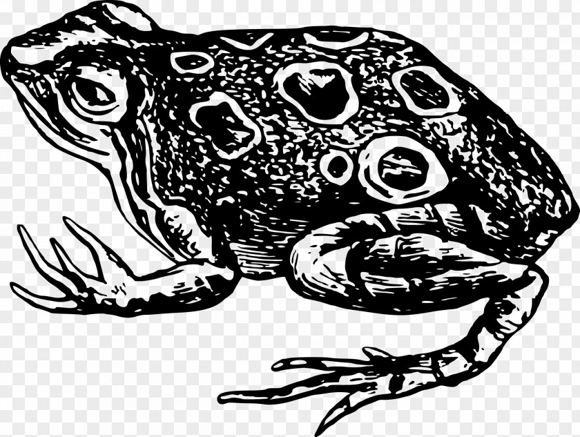 Vector Frog Toad Amphibian Black And White Clip Art PNG