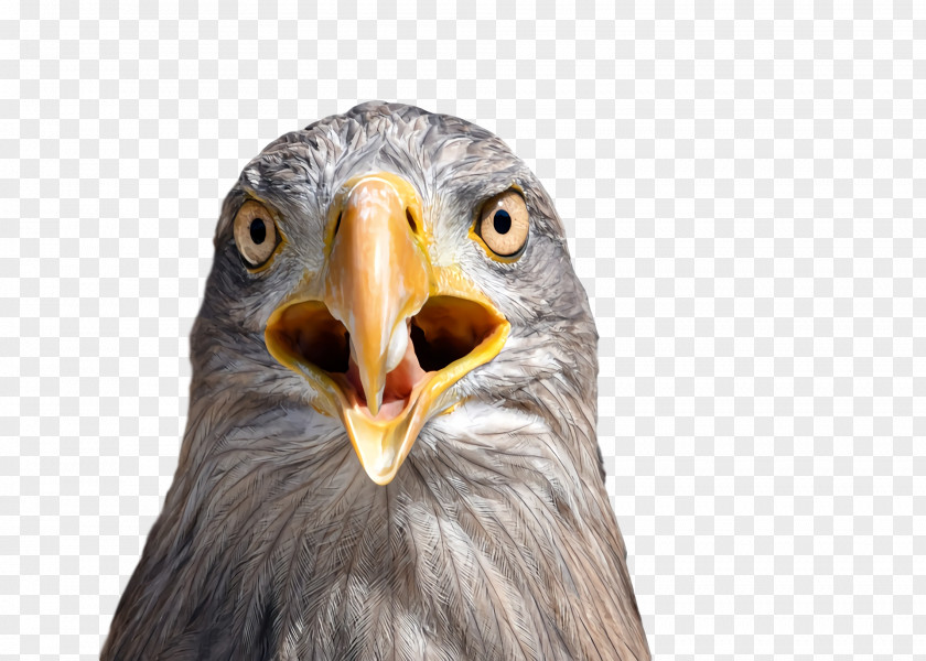 Bald Eagle Beak Owl M Close-up PNG