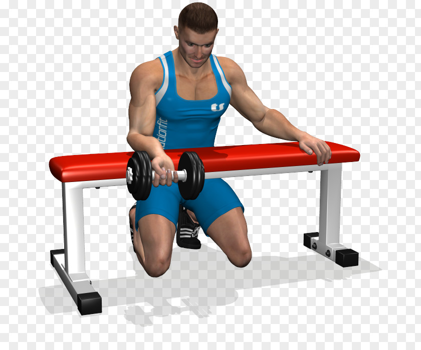 Dumbbell Curls Wrist Curl Forearm Biceps Bench PNG