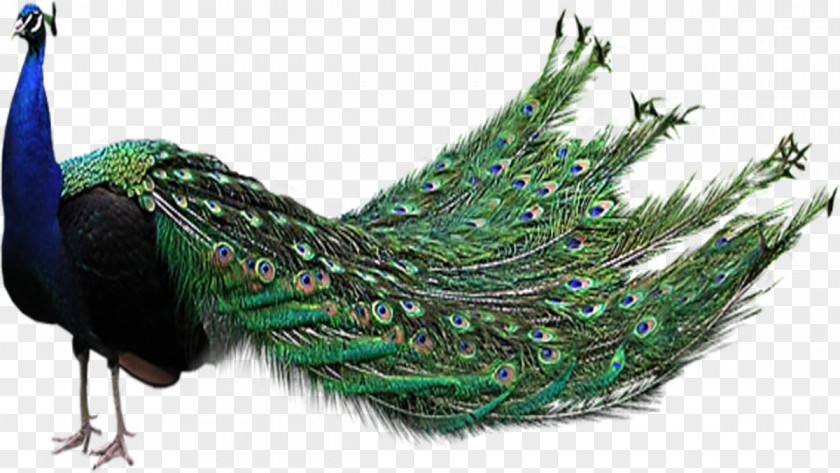 Peacock Bird Peafowl Clip Art PNG