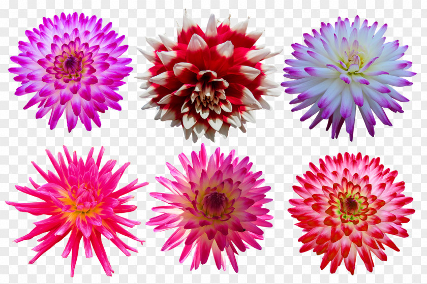 Annual Plant Herbaceous Flower China Aster Pink Petal PNG