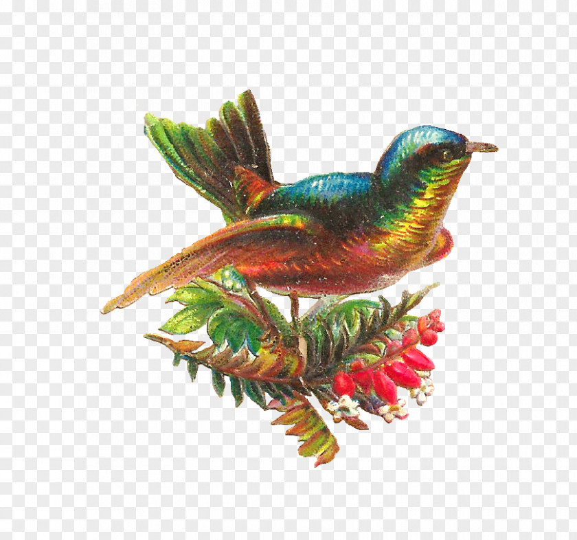 Bird Graphic Lovebird Hummingbird Parrot Clip Art PNG