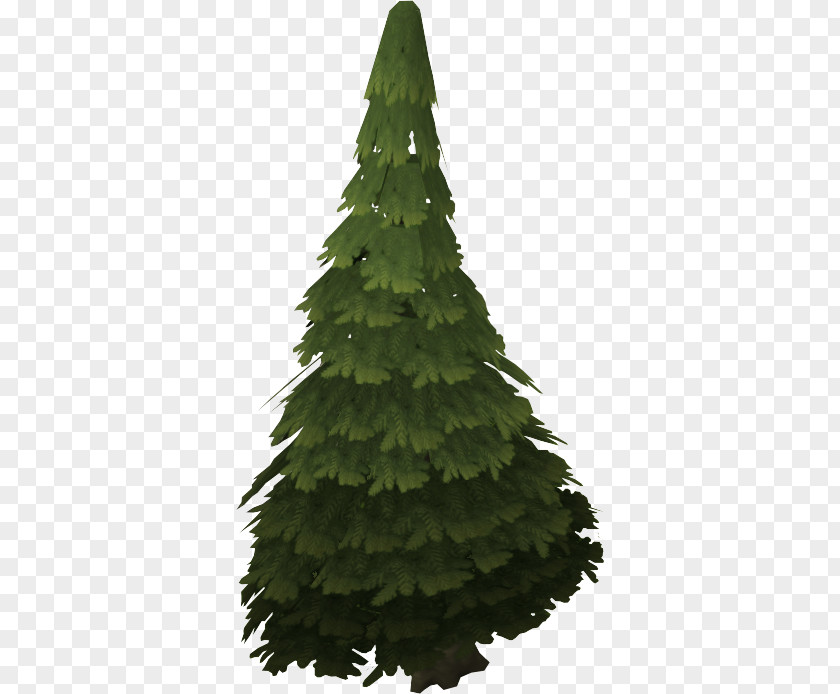 Evergreen Tree Pine Spruce Noble Fir PNG