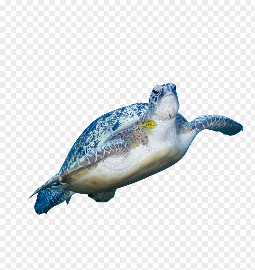 HD Sea Turtles Green Turtle Animal PNG