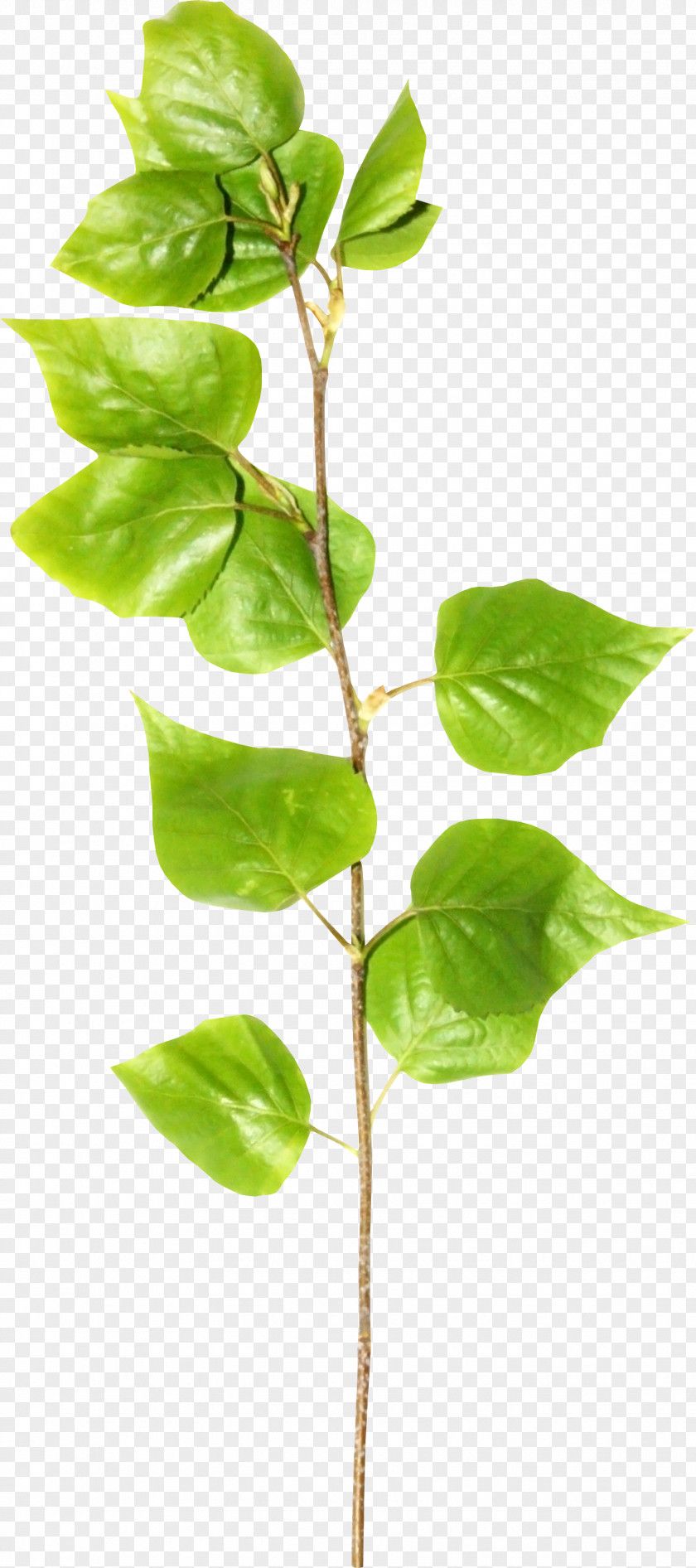 Leaf Photography Plant Stem Drawing PNG