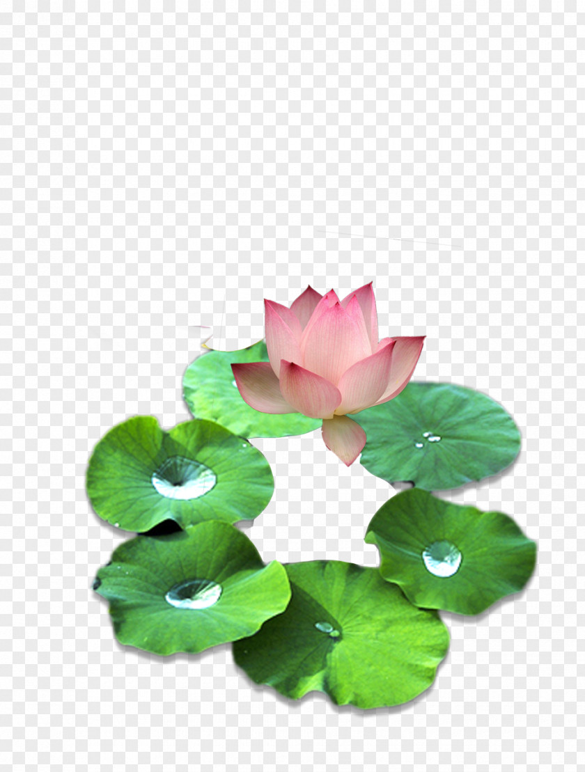 Lotus Water Lily Picture Material On Pygmy Water-lily Nelumbo Nucifera Nymphaea Clip Art PNG