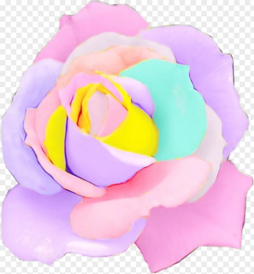 Rose Order Plant Watercolor Pink Flowers PNG