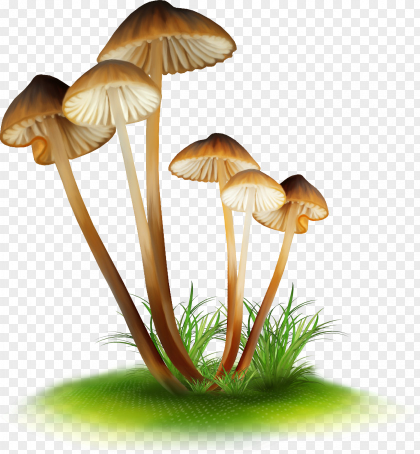 Armillaria Mellea Edible Mushroom False Honey Fungus Drawing Enokitake PNG