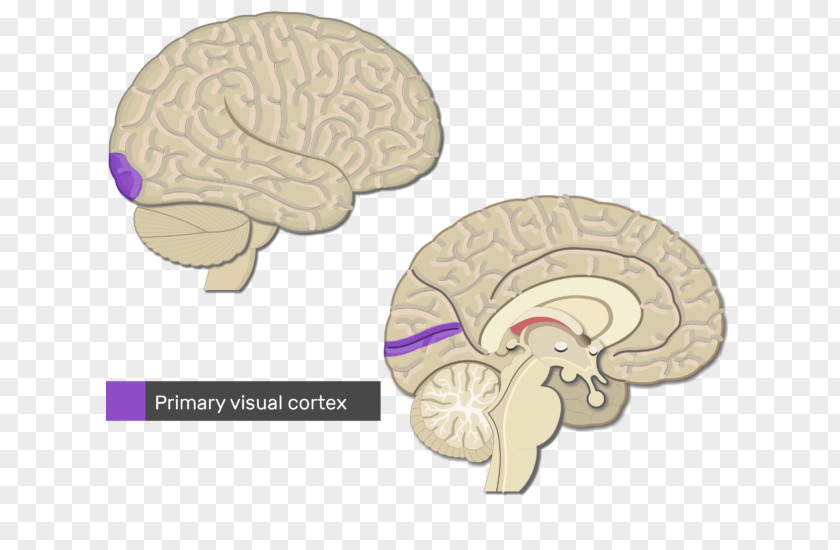 Brain Cerebral Cortex Primary Motor Visual PNG